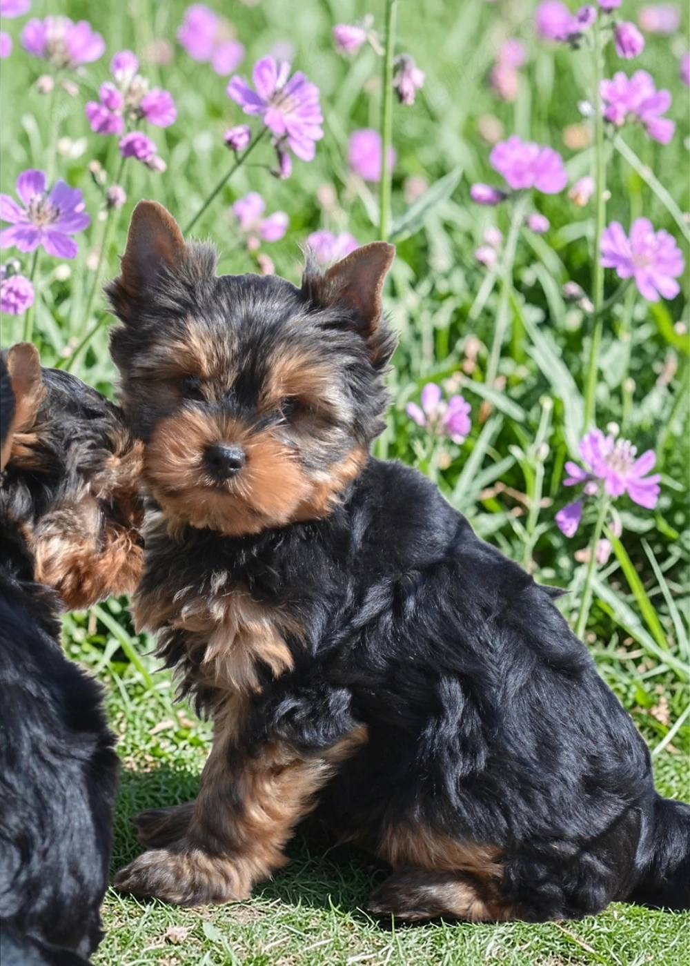 Yorkshire Terrier cu pedigree 