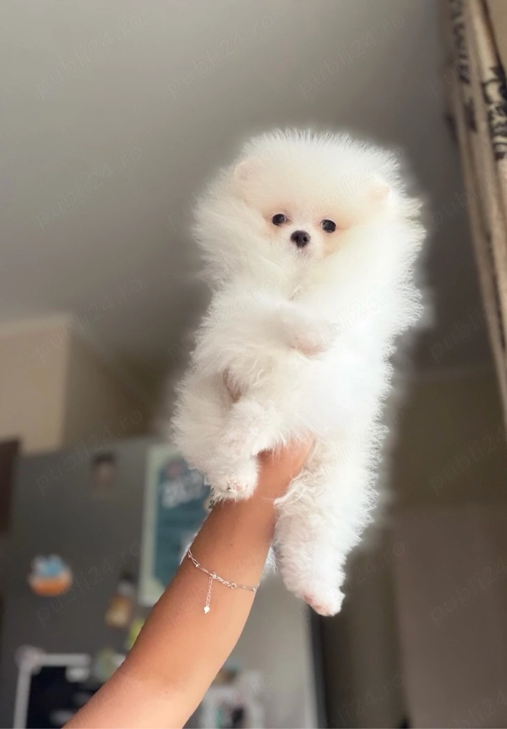  Disponibil Pomeranian Boo, exemplar superb !