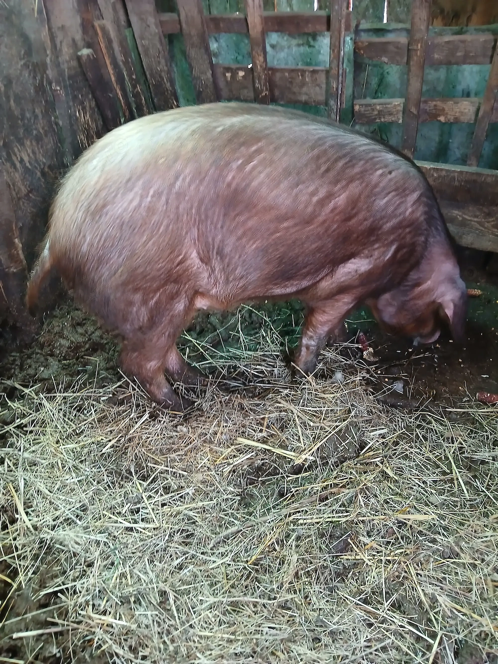 Porc duroc de vanzare