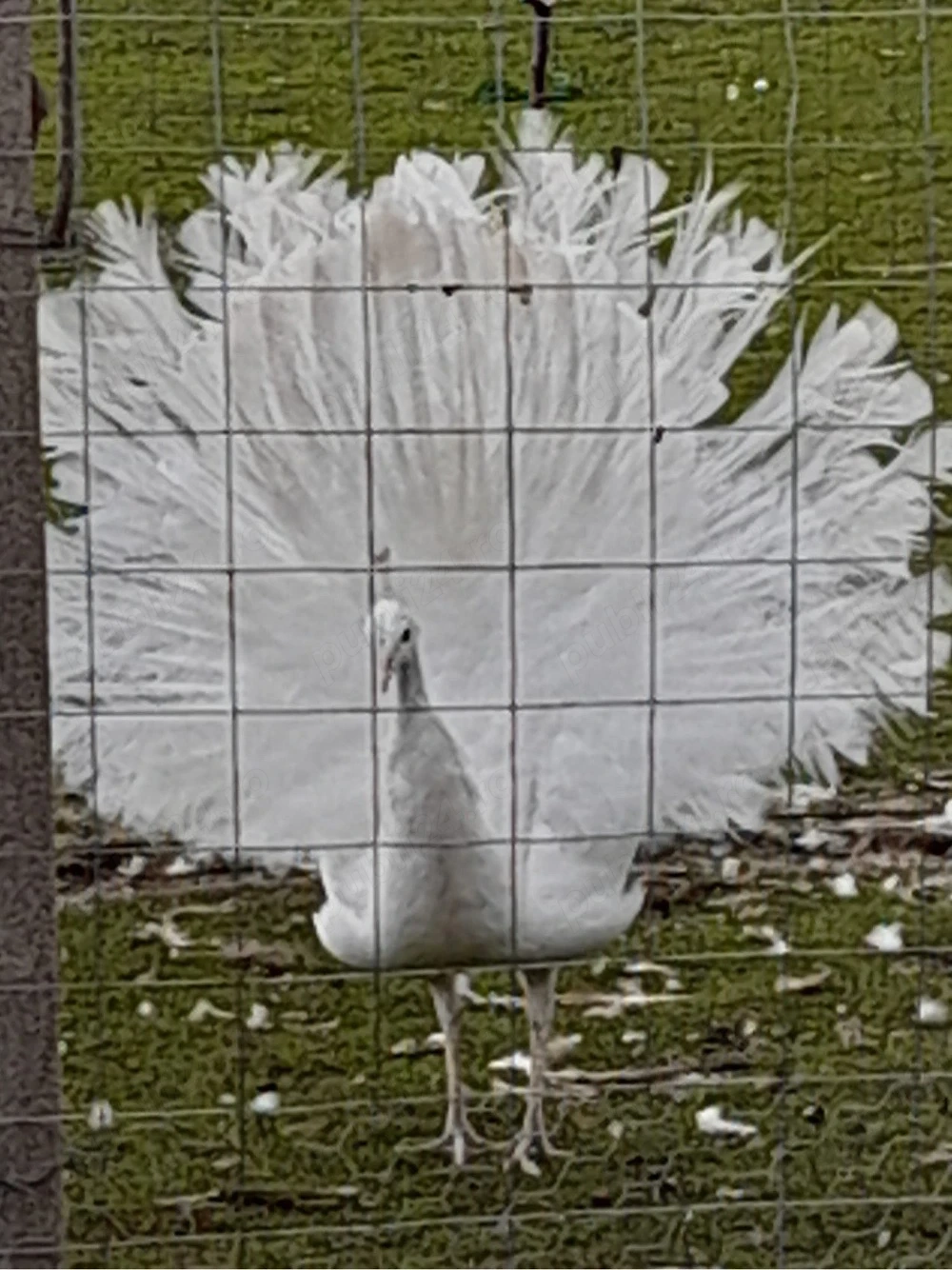 De vanzare 2 masculi de paun