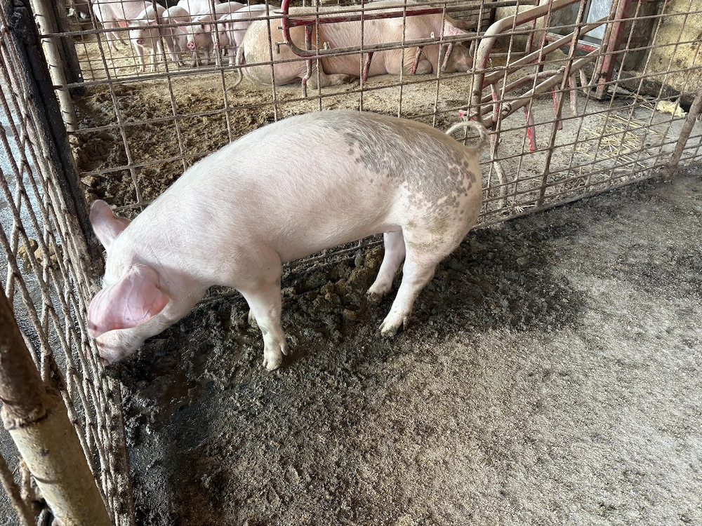 Porci,rasă de carne,350-750lei bucata