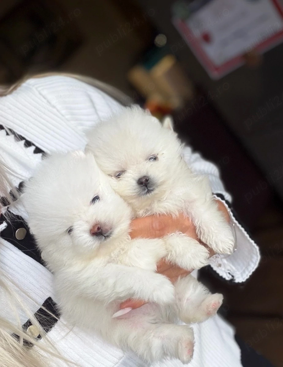 pomeranian boo ,superb disponibil  pentru  rezervare.