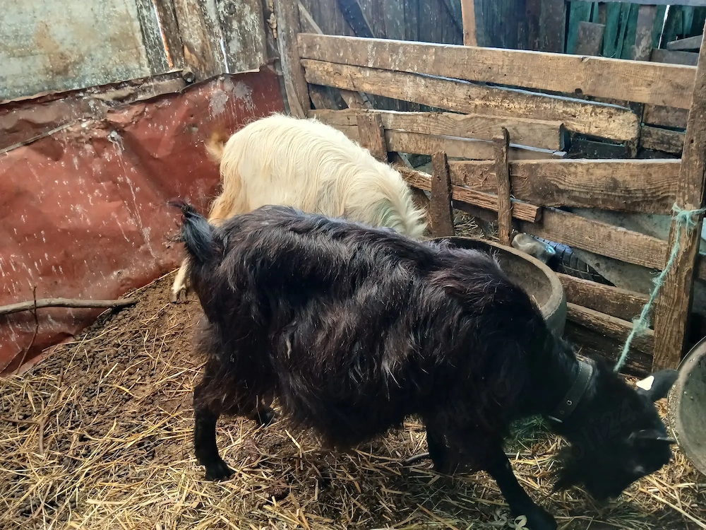 Capre gestante de vanzare