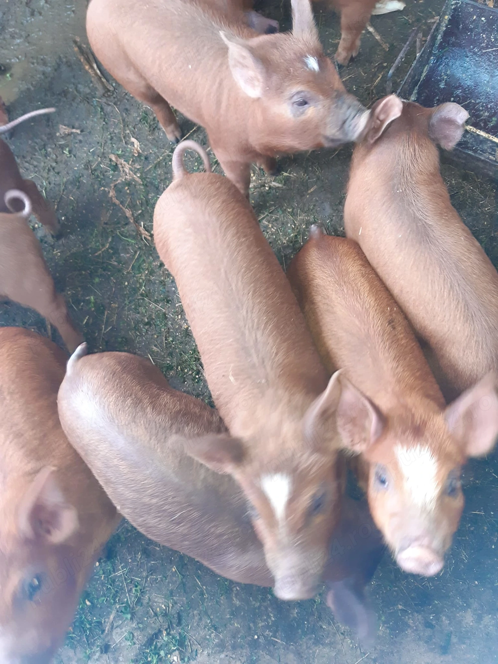 Vand purcei duroc mancaciosi