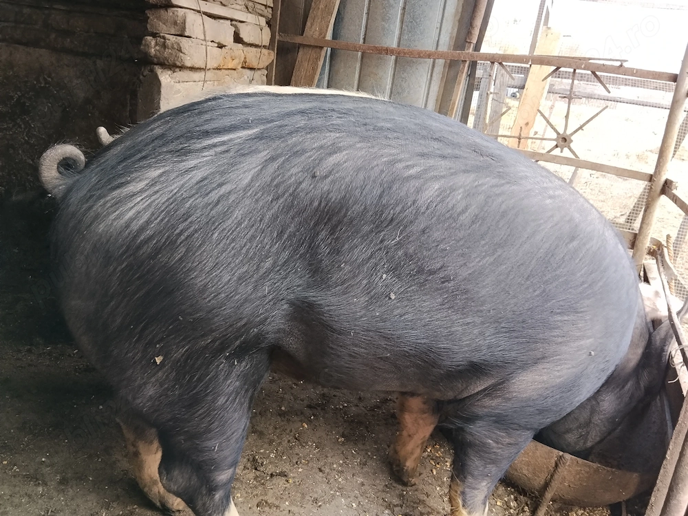 Porci de vânzare, 150-160 kg