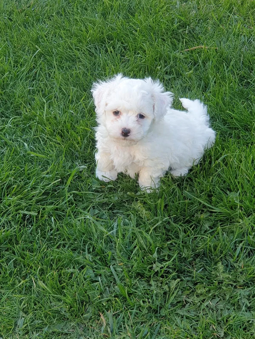 Puiuți Maltipoo disponibili imediat! Asigur transport 