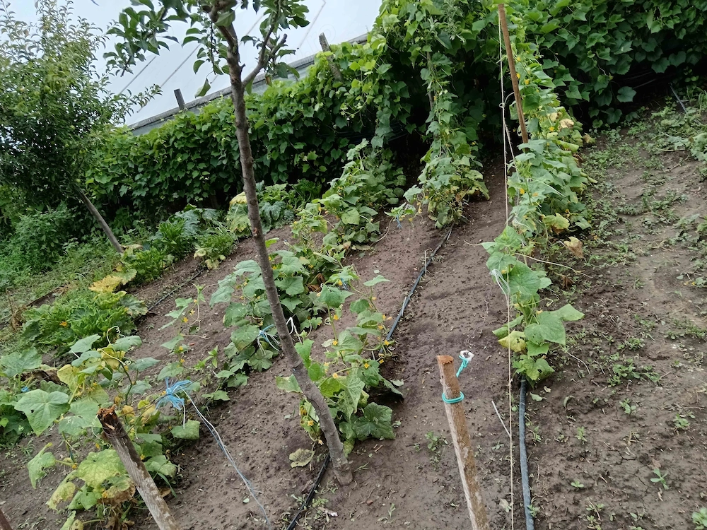 Vând teren 1650mp, cu casa in Varsatura