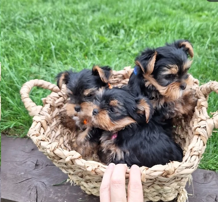 Pui de Yorkshire bine dresați și sănătoși, disponibili acum 