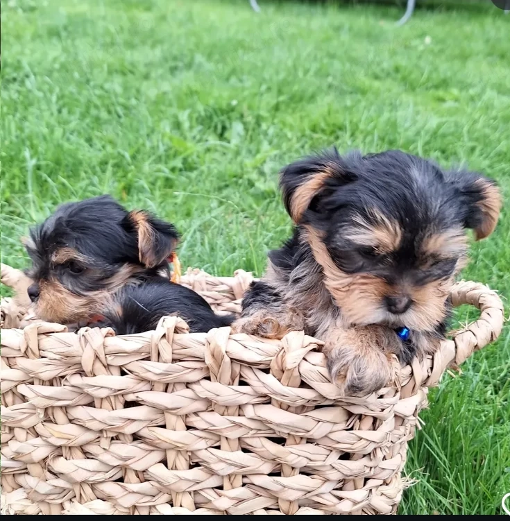 Pui de Yorkshire sănătoși și adorabili de vânzare