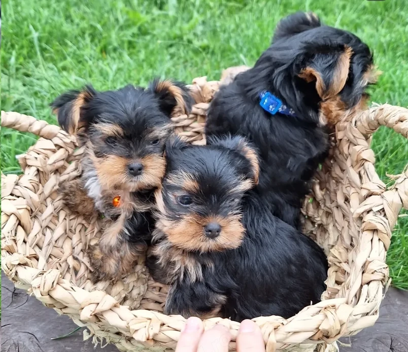 Pui de Yorkshire Terrier minunați, gata să-și găsească un cămin permanent