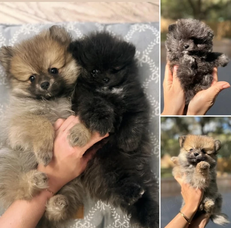 Pui de rasă pură Pomeranian, frumoși și afectuoși, de vânzare
