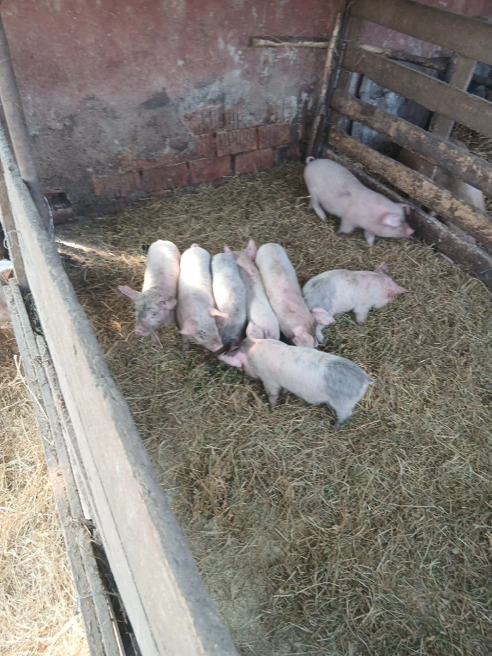 De Vânzare 7 purcei preț  300 lei bucata unul cu altul sau pe alese cu 330lei bucata  