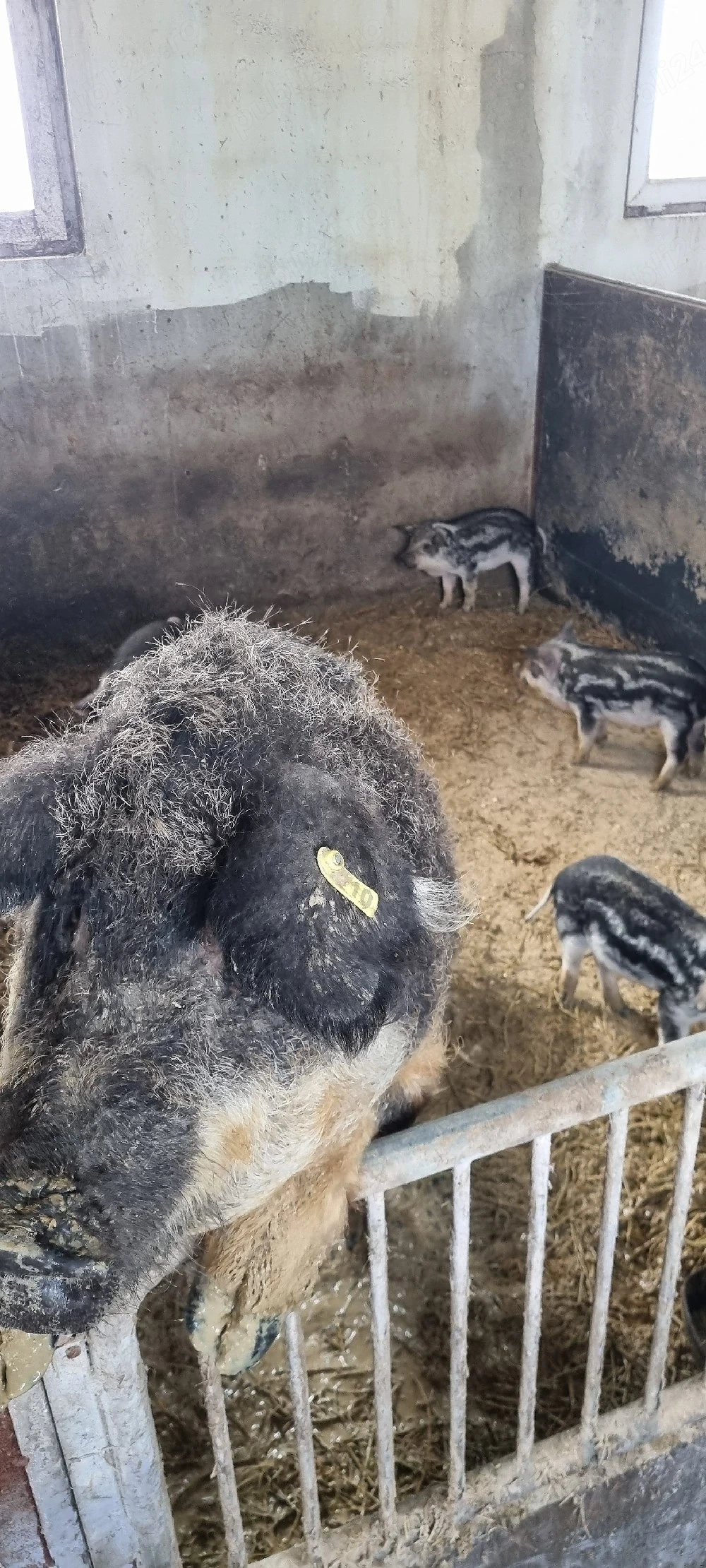 Vand purcei mangalita 