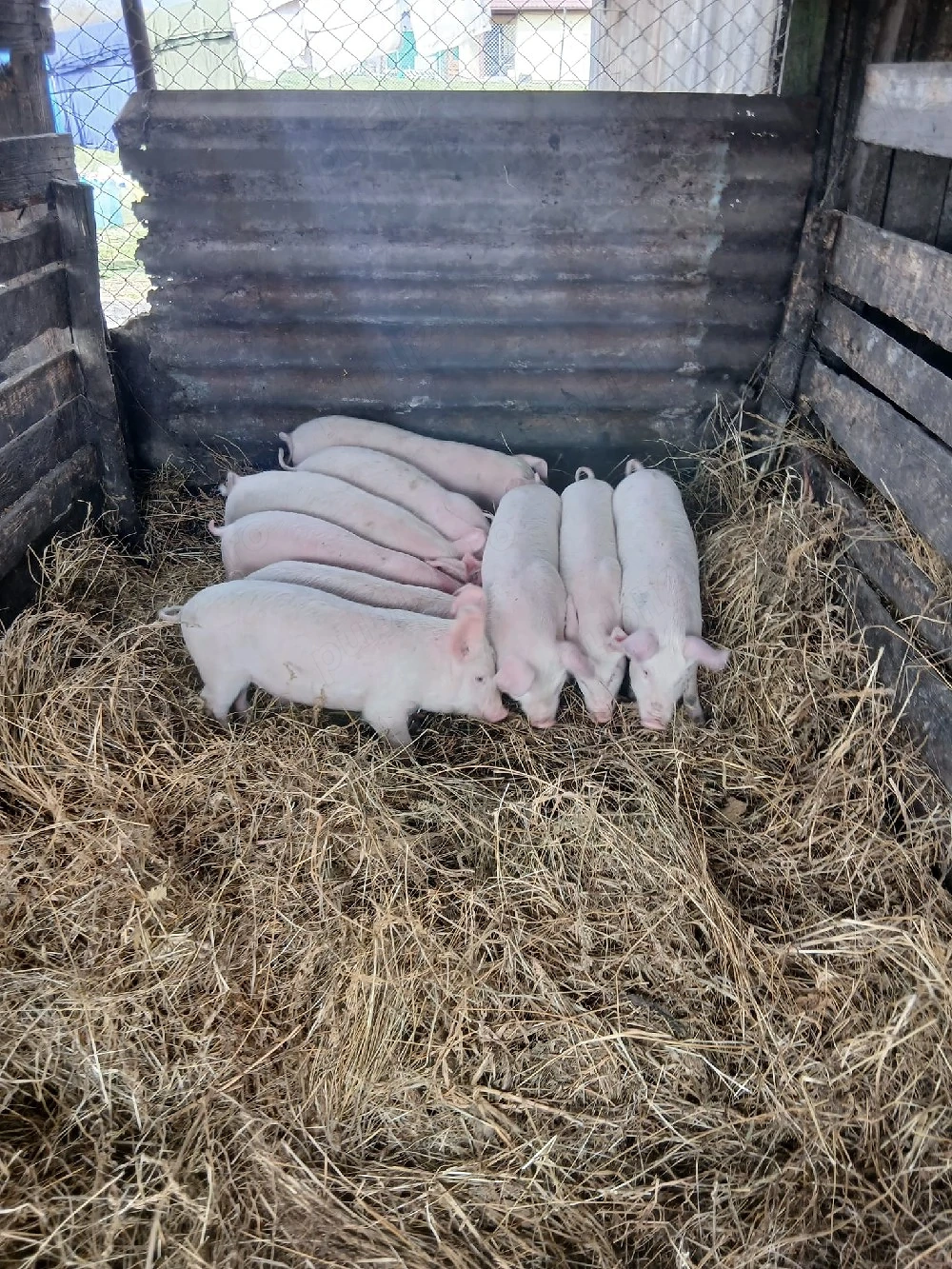 De Vânzare 11 bucăți  castrați vacinați 