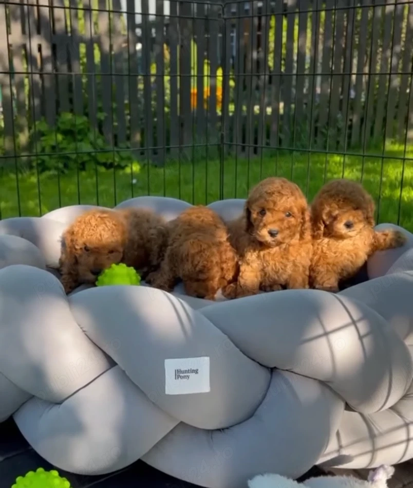 Pui de pudel sănătoși și afectuoși, disponibili acum pentru a fi adoptați