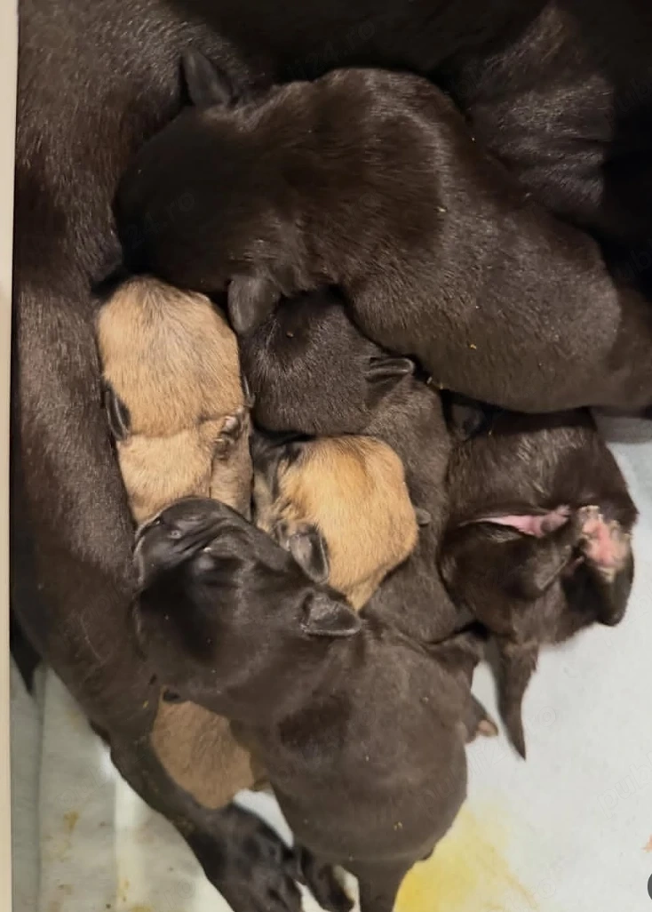 Pui de pug de rasă pură disponibili acum