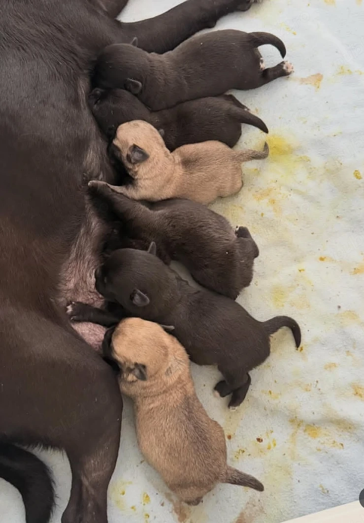 Pui de boxer drăguți și sănătoși, gata să-și găsească un cămin