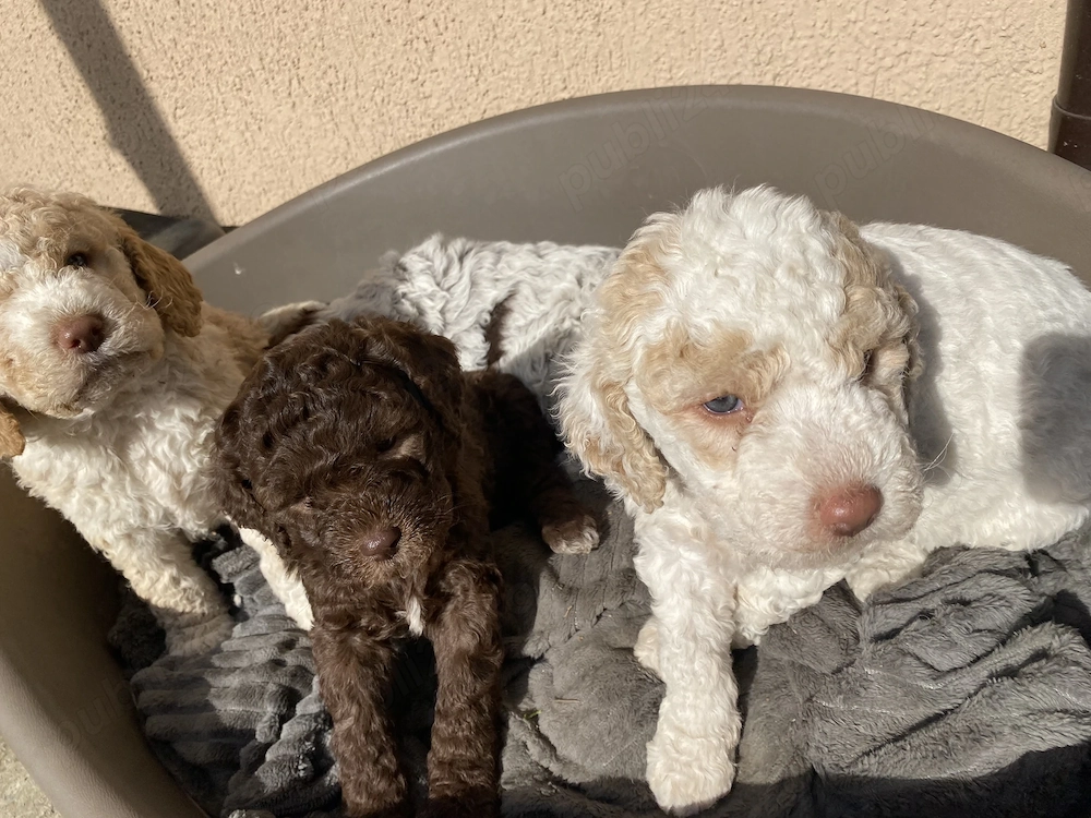 Pui Lagotto Romagnolo 