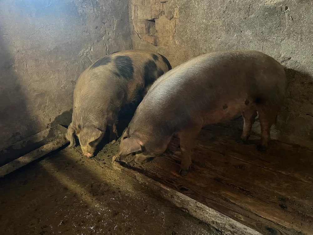 Disponibil porci de 120-130kg