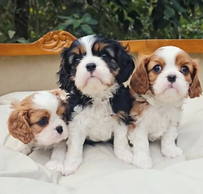 Vino să-ți iei cei mai sănătoși, iubitori și jucăuși cățeluși din rasa Cavalier King Charles 