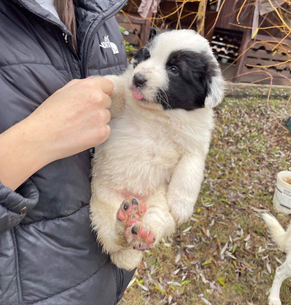 Ciobănesc de Bucovina 