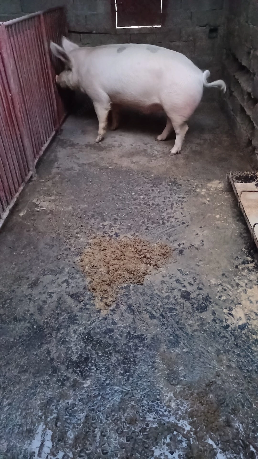 Vând porc crescut bio 