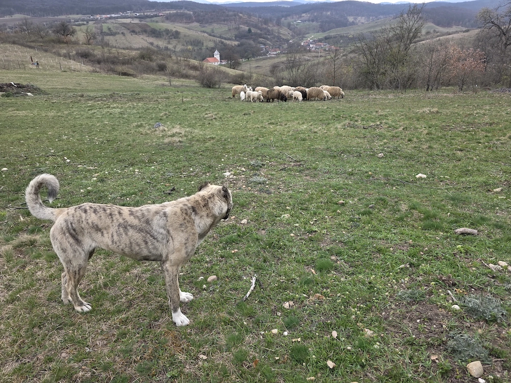 Femela superba mix kangal cu asia centrala 