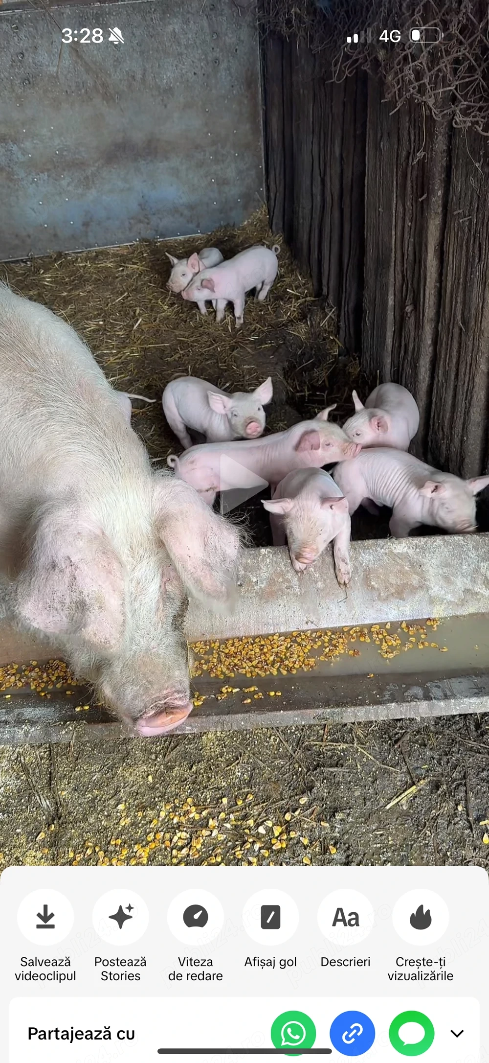 vand purcei peste 3 saptamani 