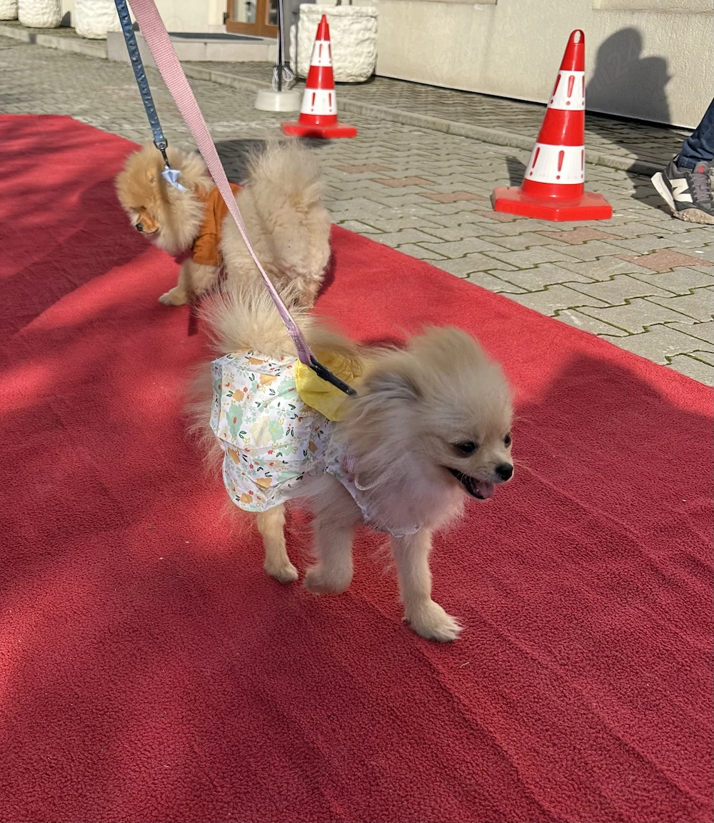 Femelă pomeranian de 7 luni cu pedigree
