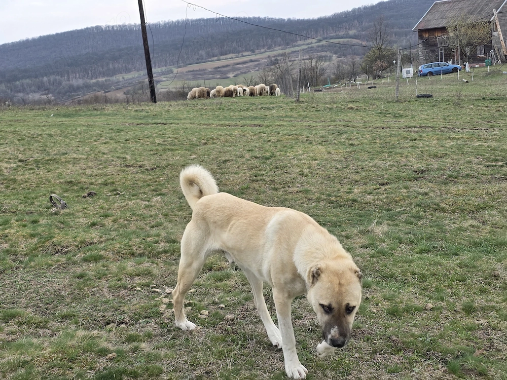 Mascul Ciobanesc turcesc-Kangal 