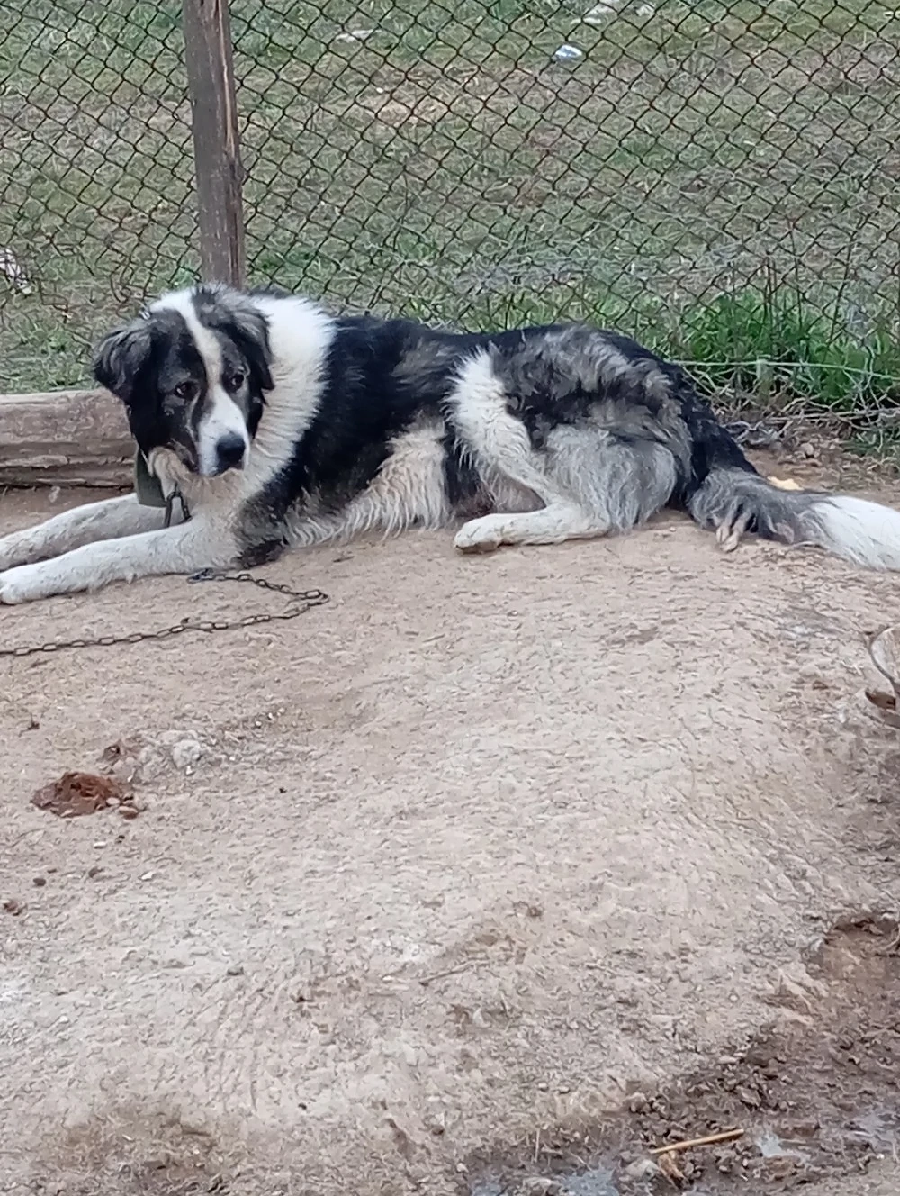 de vânzare un cîne de Bucovina 