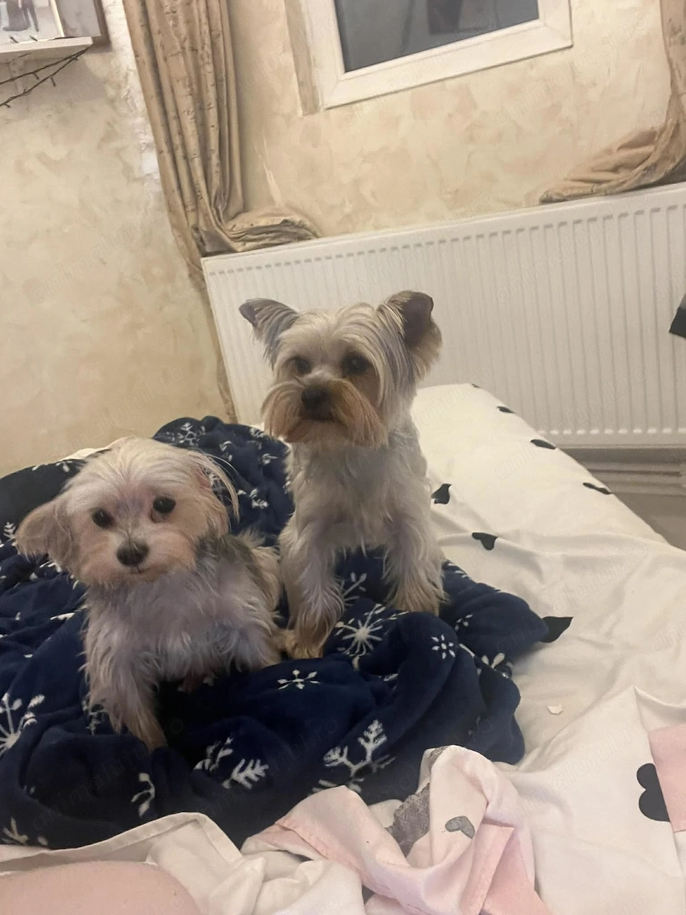 Pui Yorkshire Terrier