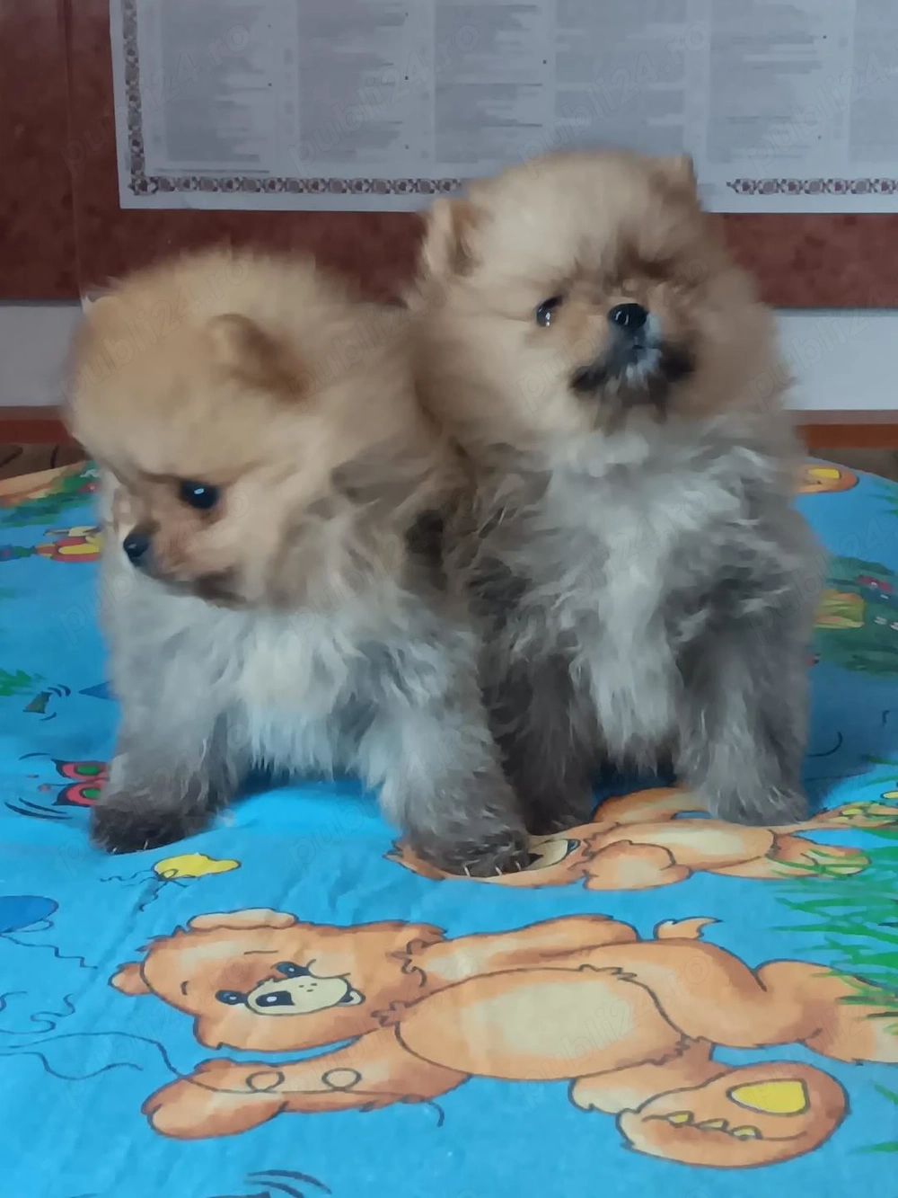 Pomeranian orange pui pufosi.