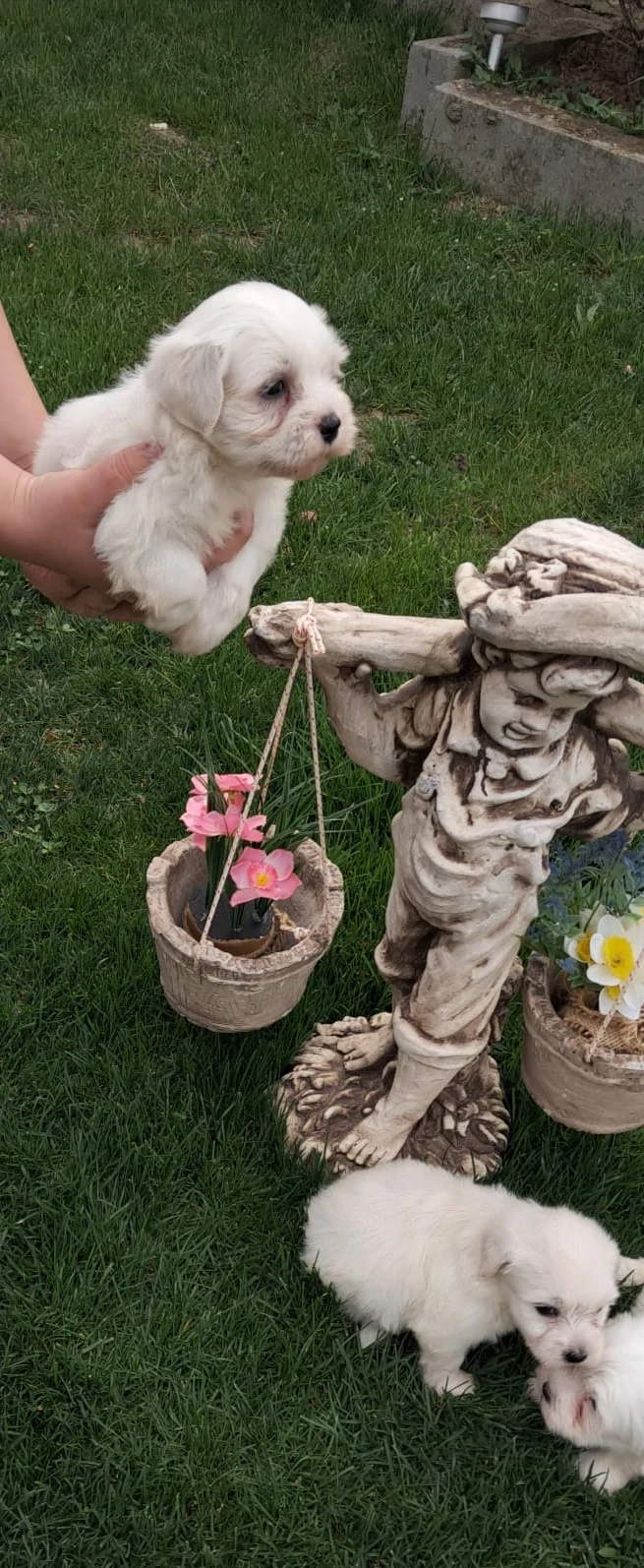 Vând bichoni maltez 6 saptamani fetițe și băieței 