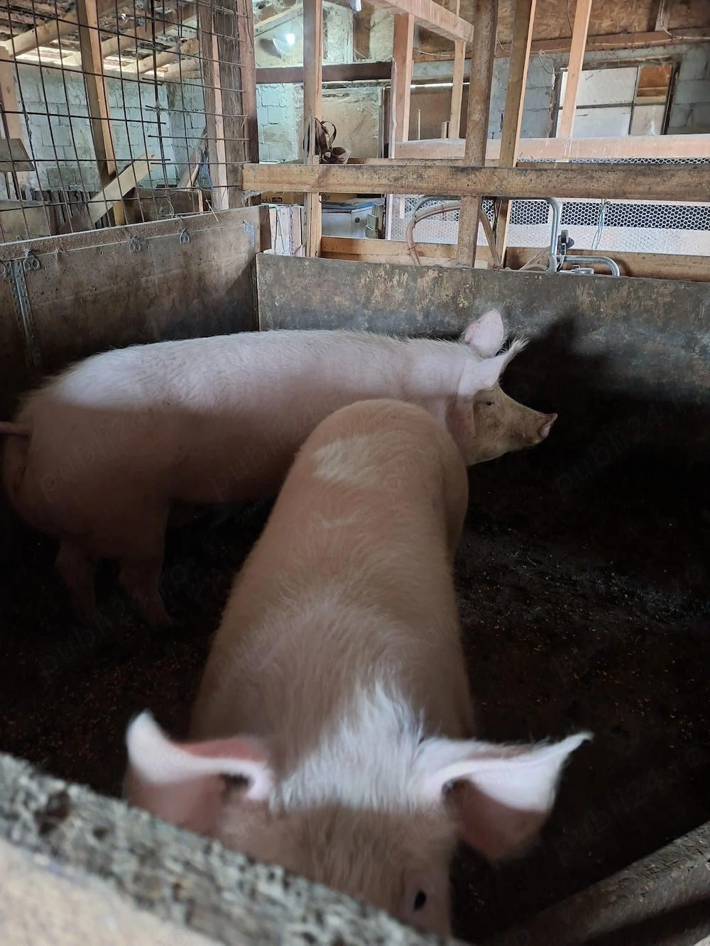 Vand porci rasa Landrace