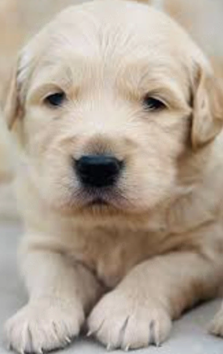 Golden Retriever 