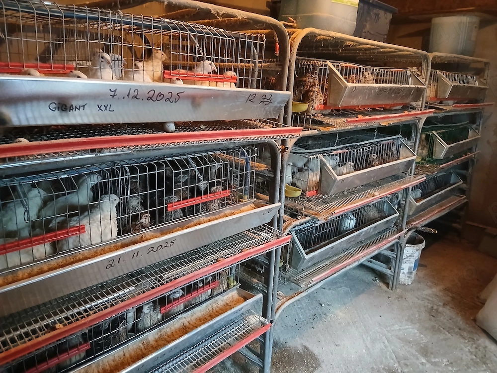 Prepelite ouatoare, pui de prepeliță.