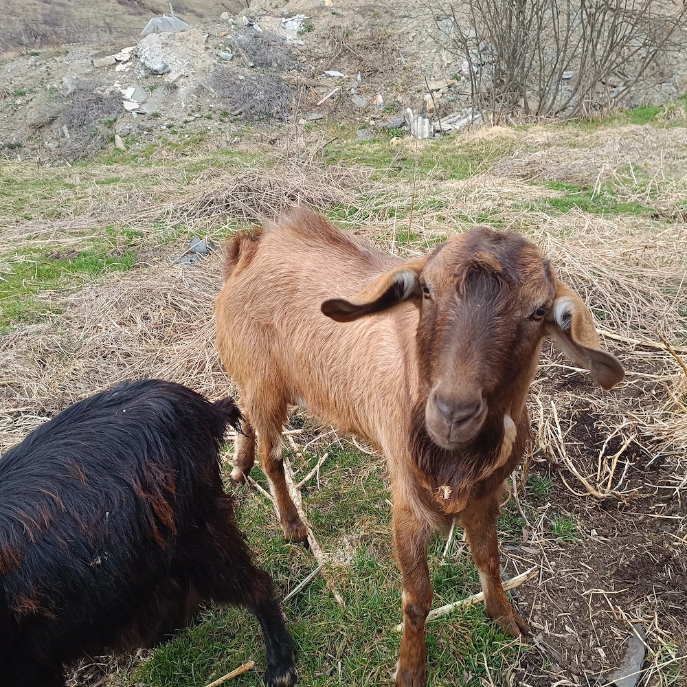 schimb țap de anul trecut  ciut genetic cu o capra buna  