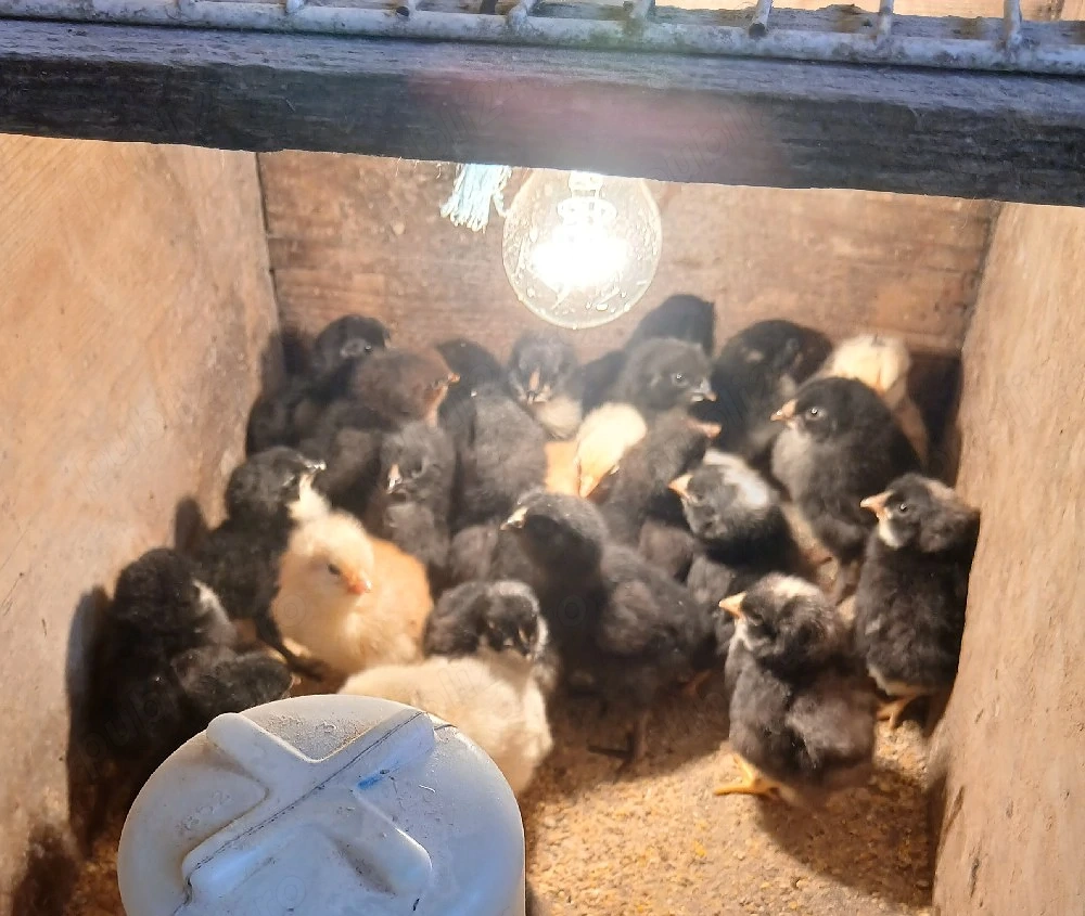 Pui australorp, pui de curte.