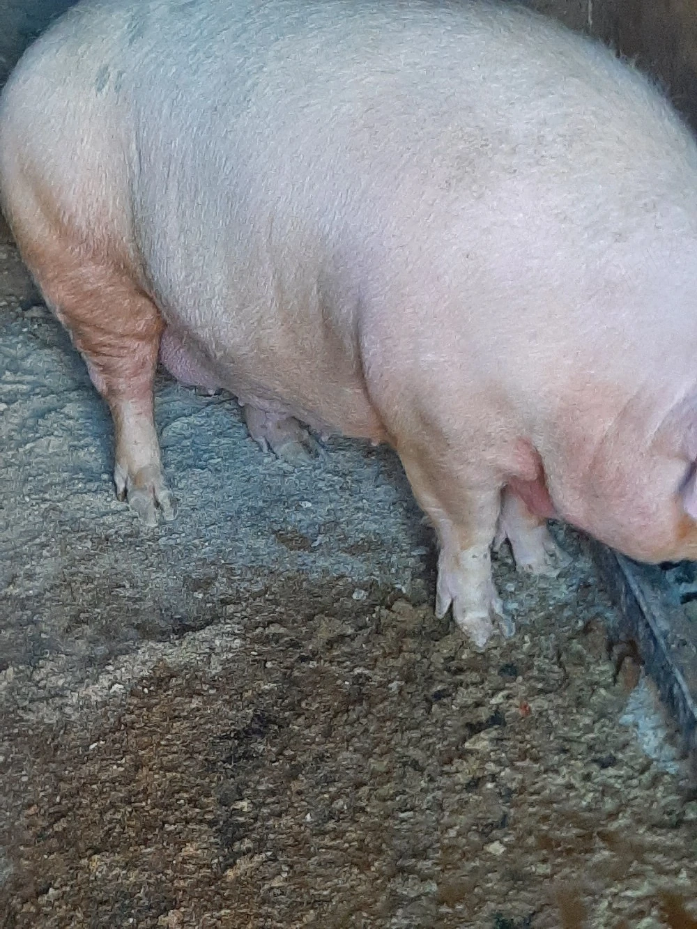 vând scroafa gestanta 