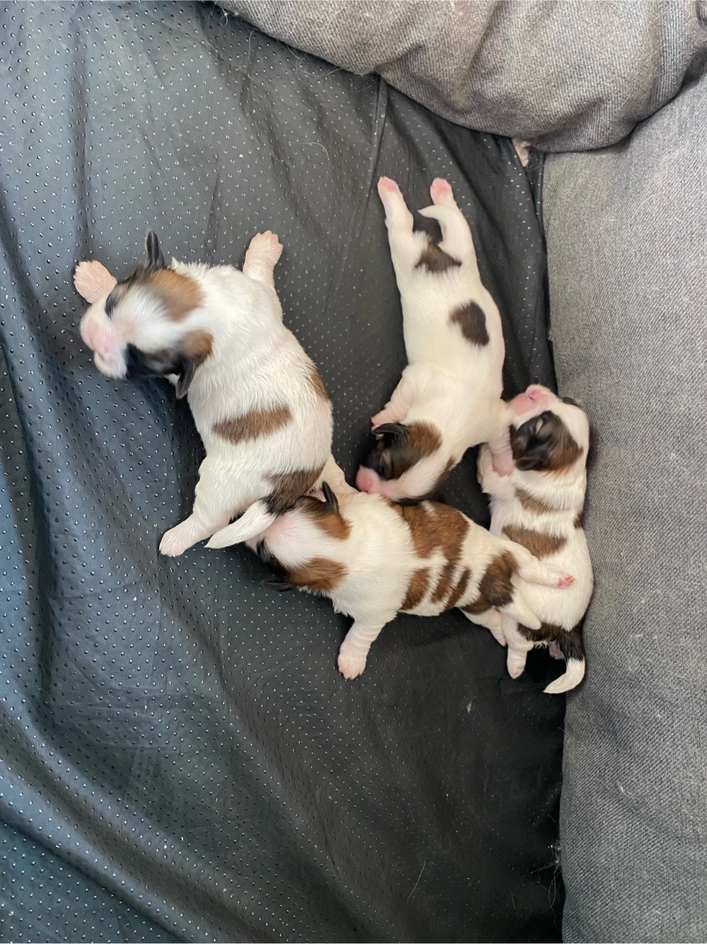 Cățeluși Shih Tzu disponibili 