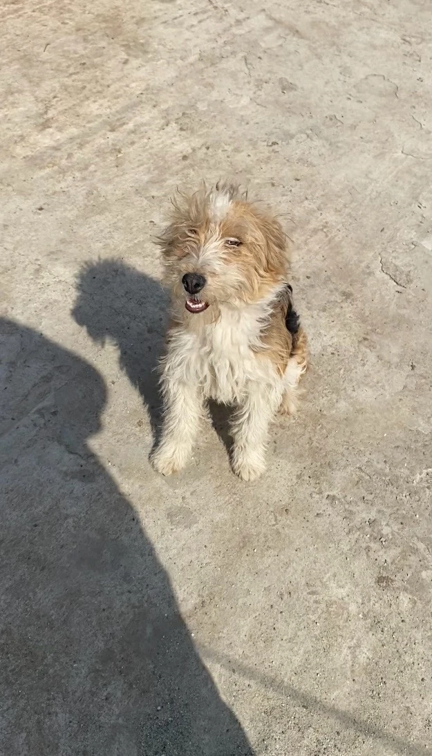 catelusa fox terrier de vanzare 