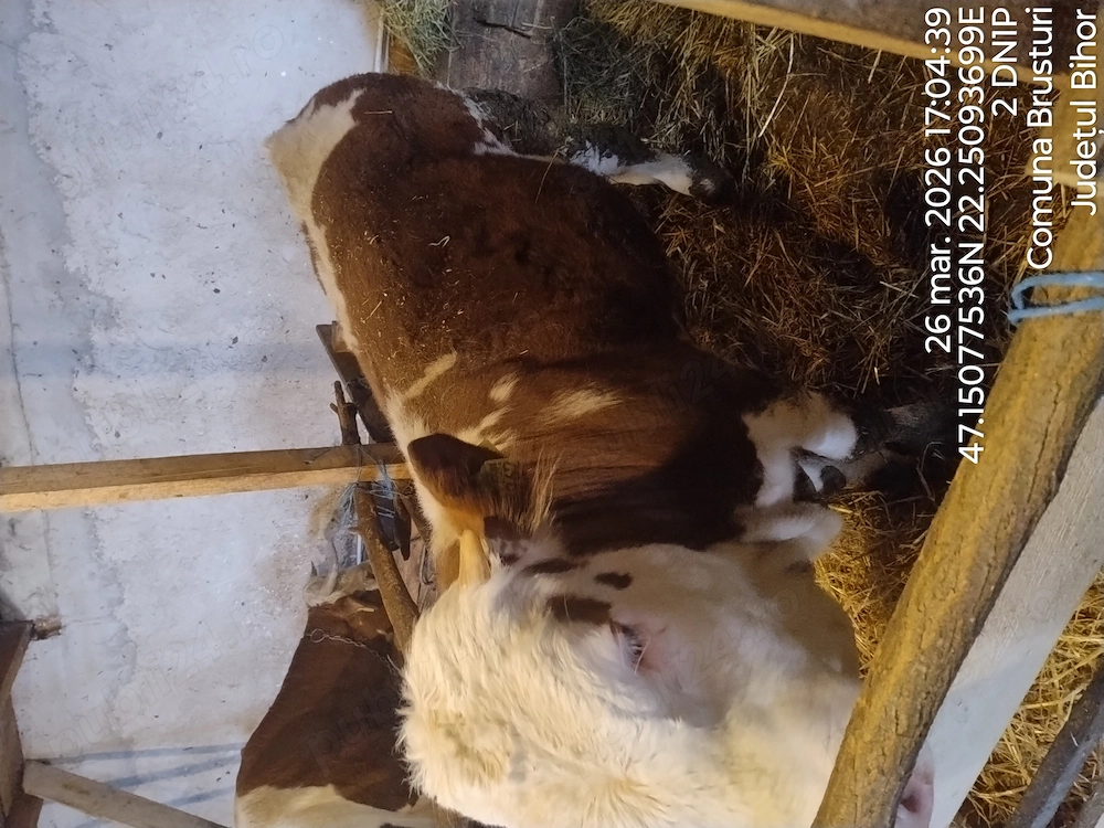 vitel baltata romaneasca