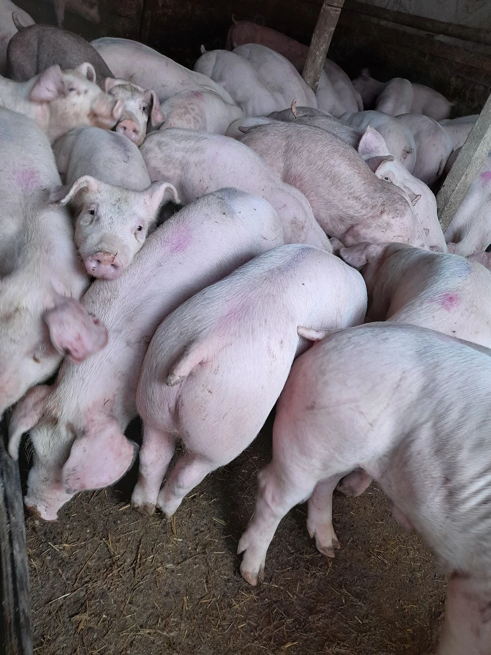 purcei diferite mărimi 