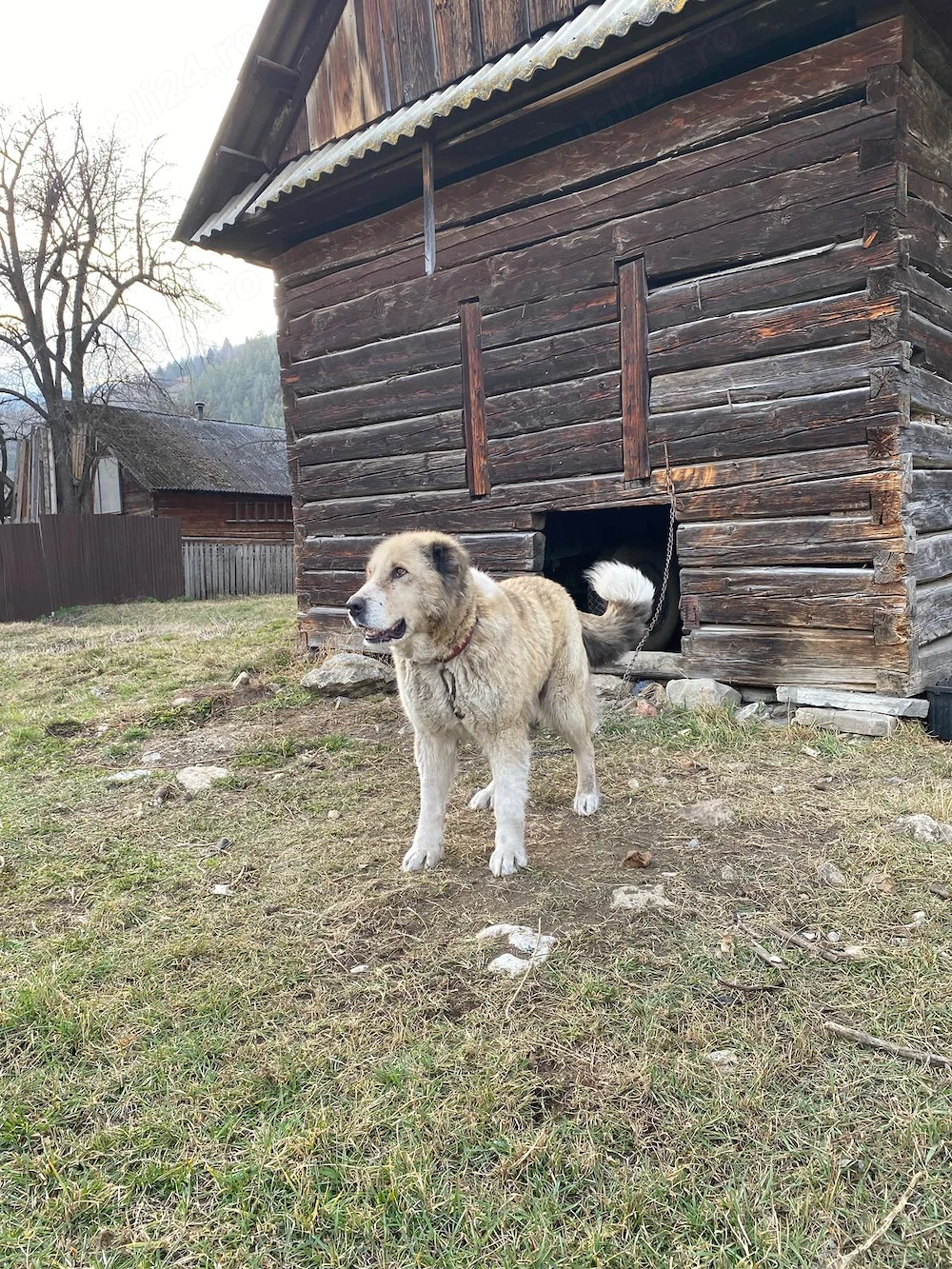 Ciobănesc de Vanzare 