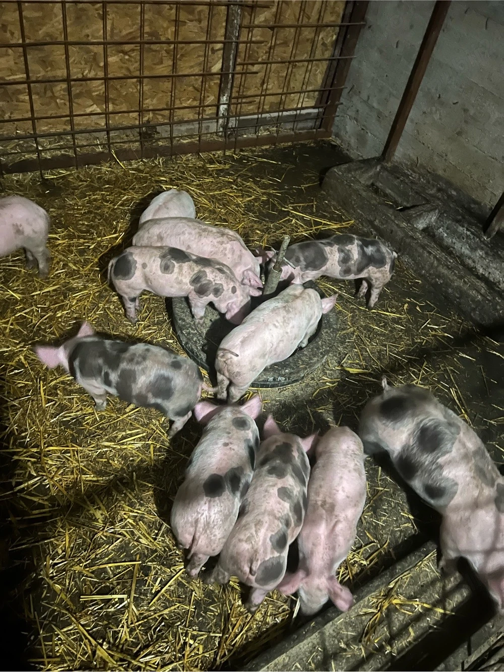 vind purcei intarcati 