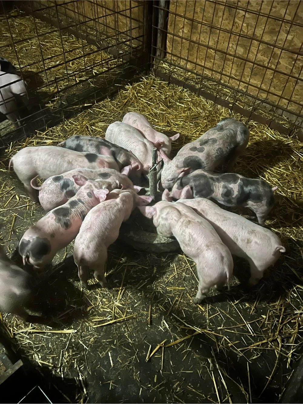 vind purcei intarcati 