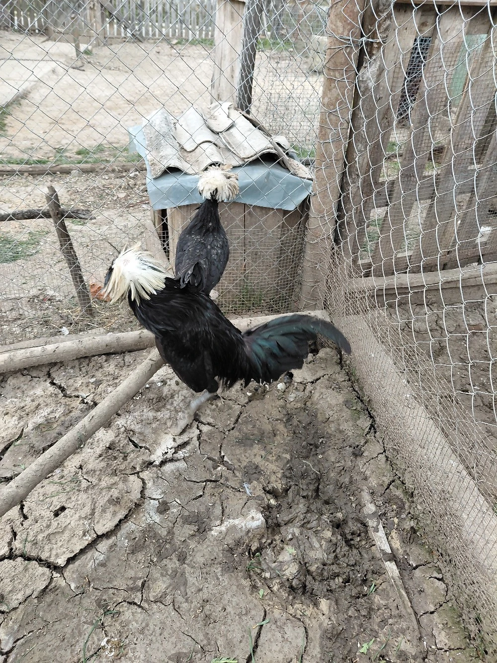 Vând moțate olandeze