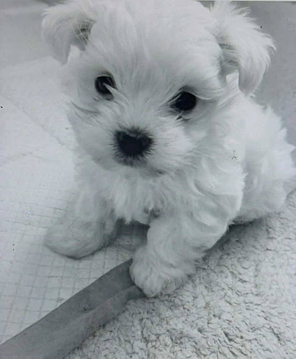 Vand bichonel miny toy 6 saptamani