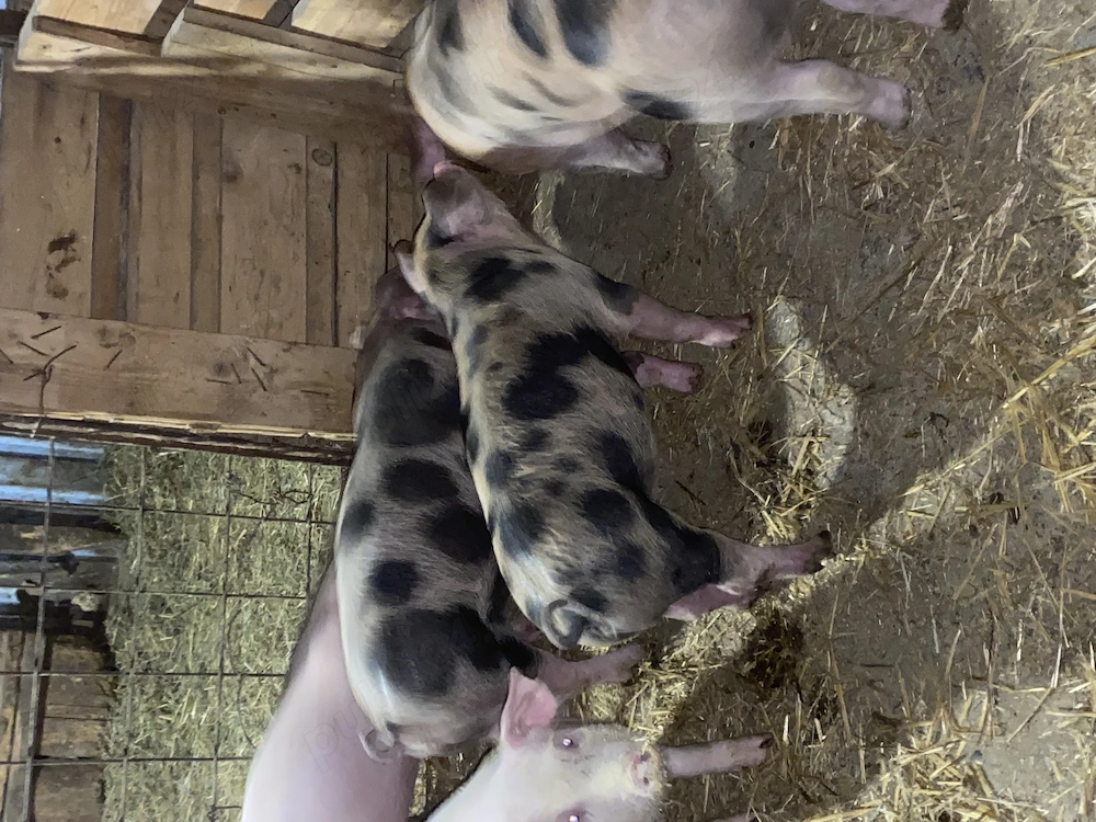 Purcei de vânzare 8 săptămâni 